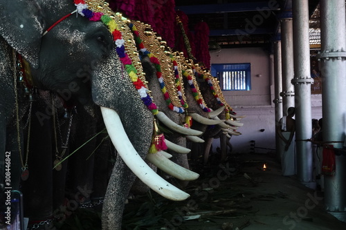Photography Elephant kerala