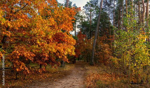 Fototapeta Naklejka Na Ścianę i Meble -  Autumn landscape. Nice sunny day for a nice walk. A beautiful forest decorated with colors of autumn pleases the eye.