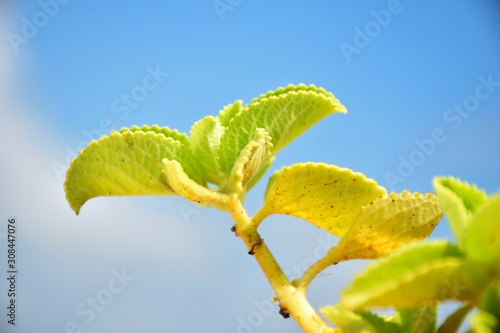 Plectranthus amboinicus, Indian mint, karpuravalli leaves medical plant in blue sky background