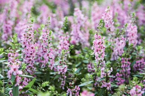 Blooming pink Angelonia flower field or Little turtle flower