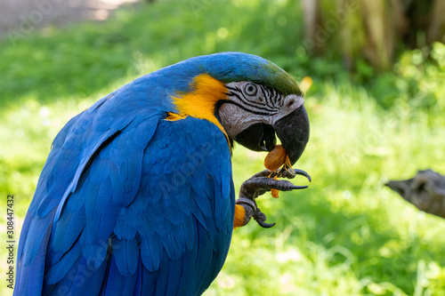 arara multi colorida em close com lindas penas 