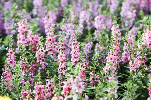 Blooming pink Angelonia flower field or Little turtle flower