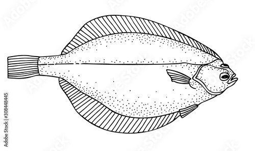 Canvas Print Arctic flatfish. Black drawing outline vector image.
