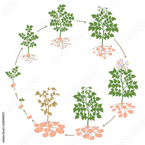 Life cycle Potato plant circle growing process vegetables plants. Potato growth stages, planting process. From seed to ripe infographic.