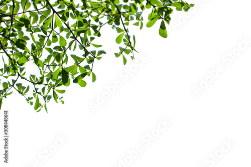 Green leaf isolated on white background clipping path.
