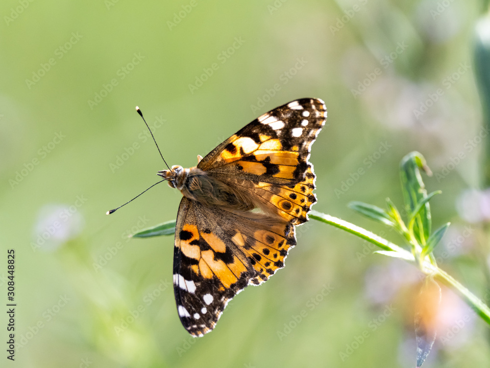 close up Indian fritillary butterfly at rest 1 close up Indian fritillary butterfly at rest 1