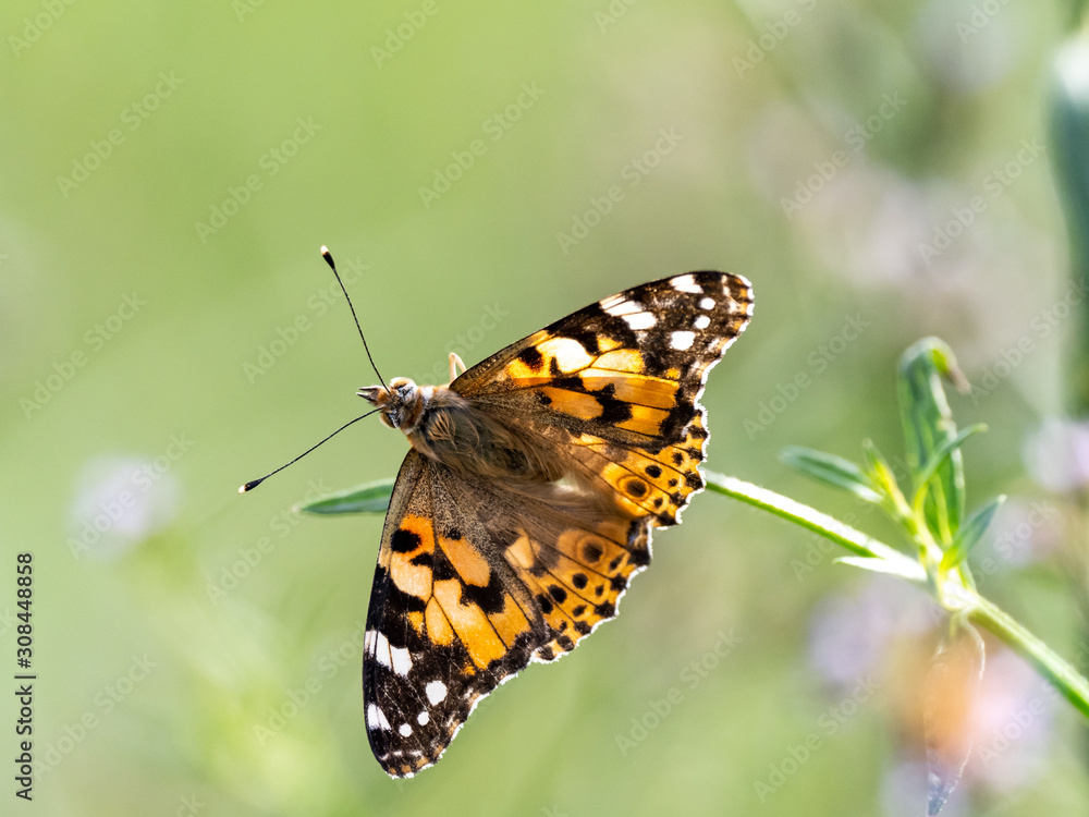 close up Indian fritillary butterfly at rest 2 close up Indian fritillary butterfly at rest 2