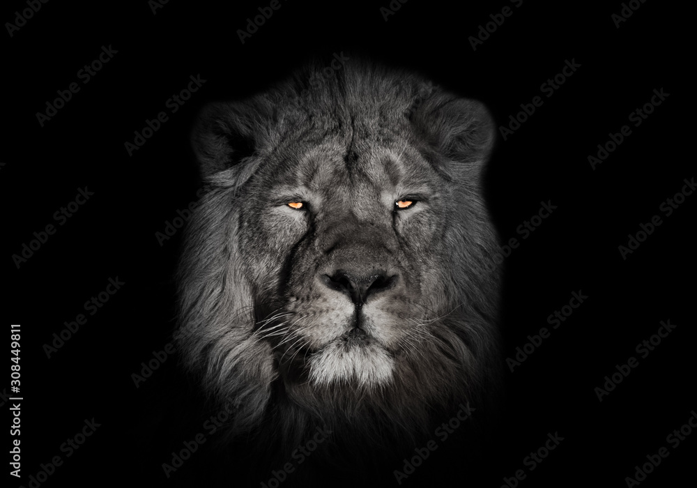 bright orange eyes, bleached face lion portrait on a black background. looks inquiringly. powerful lion male with a chic mane consecrated by the sun.