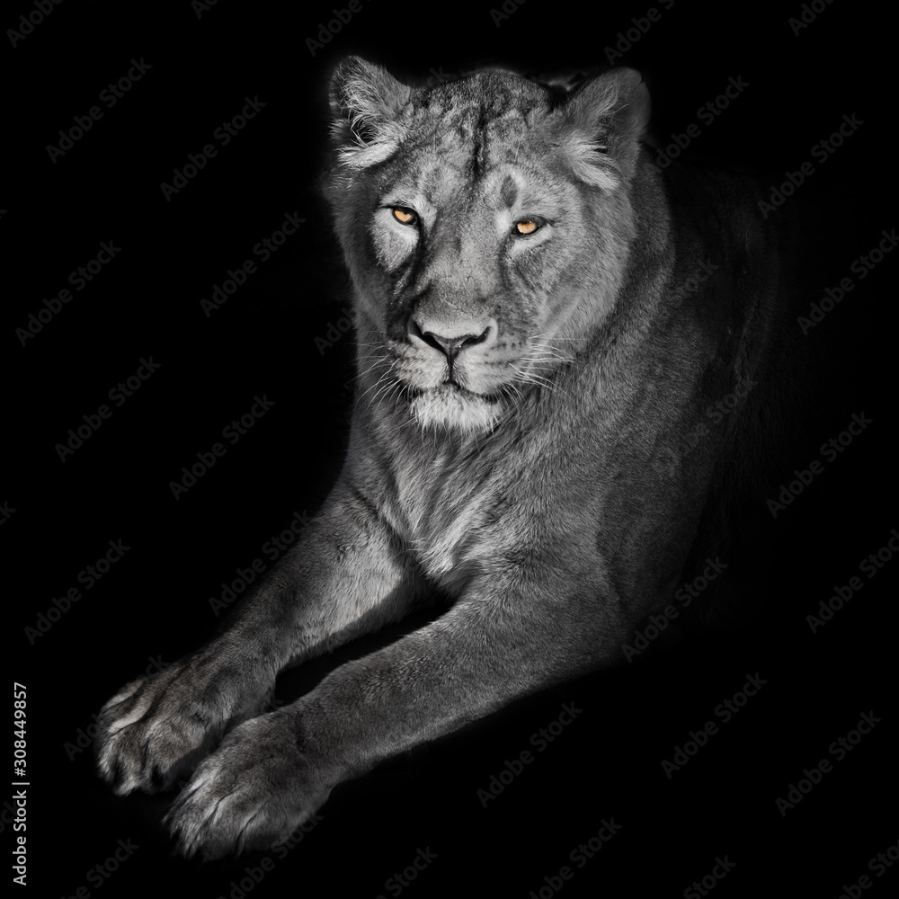 bright orange eyes, bleached face liones on a black background. lioness on  a black background. looks attentively. powerful lion female with a strong  body walks beautifully in the evening light. Stock Photo |