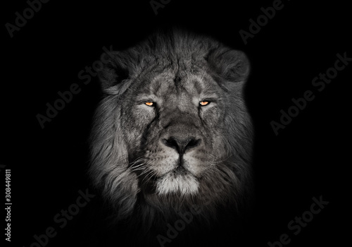 bright orange eyes  bleached face lion portrait on a black background. looks inquiringly. powerful lion male with a chic mane consecrated by the sun.