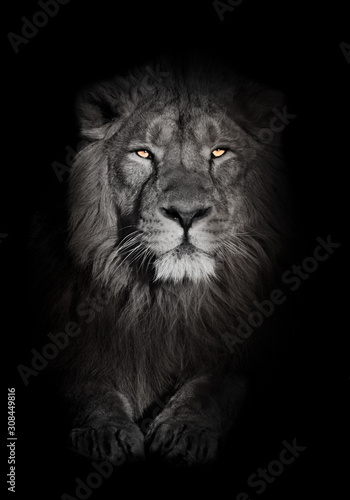 bright orange eyes, bleached face lion portrait on a black background. looks inquiringly. powerful lion male with a chic mane consecrated by the sun.