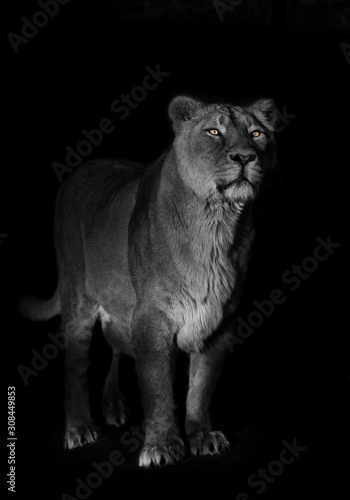 bright orange eyes, bleached face liones on a black background. lioness on a black background. looks attentively. powerful lion female with a strong body walks beautifully in the evening light.