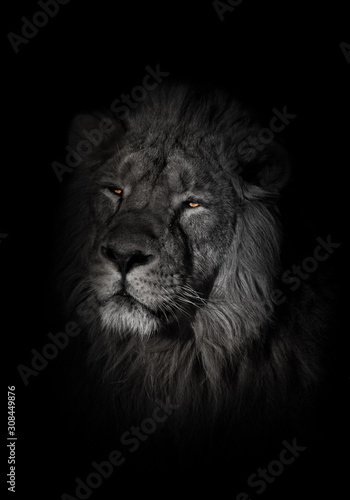 orange eyes, bleached face lion portrait on a black background. lying around and looking patronizing. powerful lion male with a chic mane consecrated by the sun.