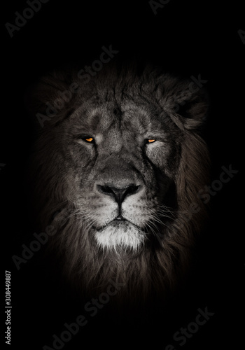 orange eyes, bleached face lion portrait on a black background. Full-face portrait - chic hair. powerful lion male with a chic mane consecrated by the sun.