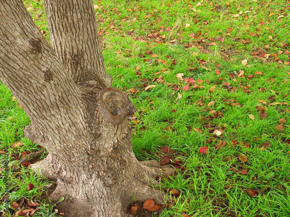 Obraz premium 樟と桜の枯れ葉散る野原