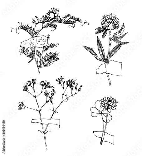 Hand drawn collection of herbarium. Hand drawing style. Linear style. Drawing. Sketch style vector collection of dried flowers.