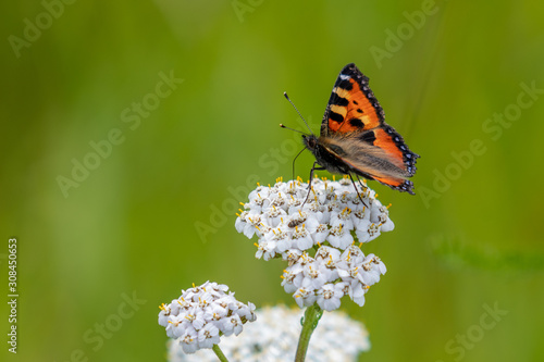 Close up of a Large Tortoiseshell Butterfly sitting on a white yarrow flower
