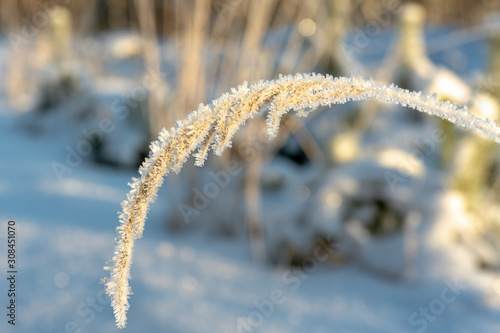Straw of grass covered with frost in bright sunlight © Magnus