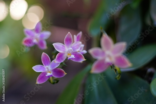 Natural background with the beautiful orchids.  Phalaenopsis hybrid on nature background  selective focus and free space for text.