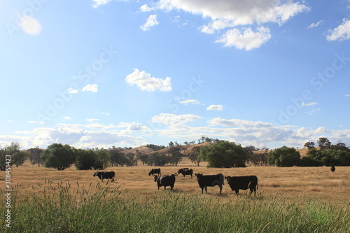 cattles relaxing on the green field and farm landscape Australia