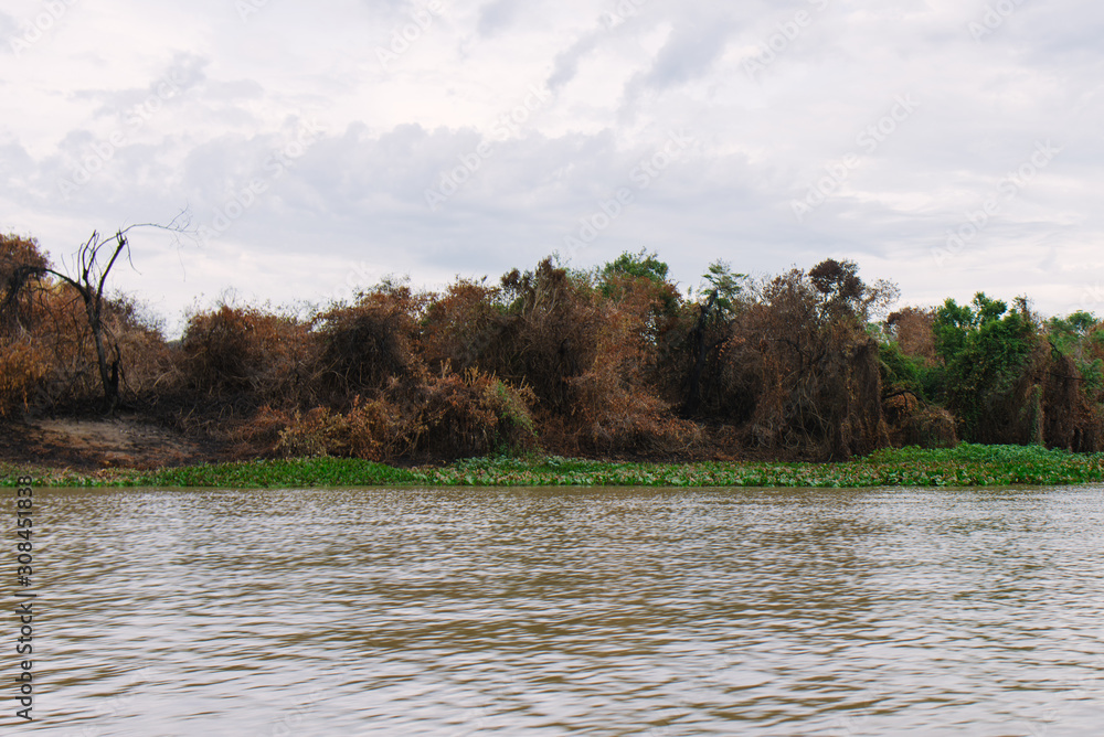 Obraz premium Burnt trees from the wildfires in the Pantanal, Mato Grosso do Sul, Brazil