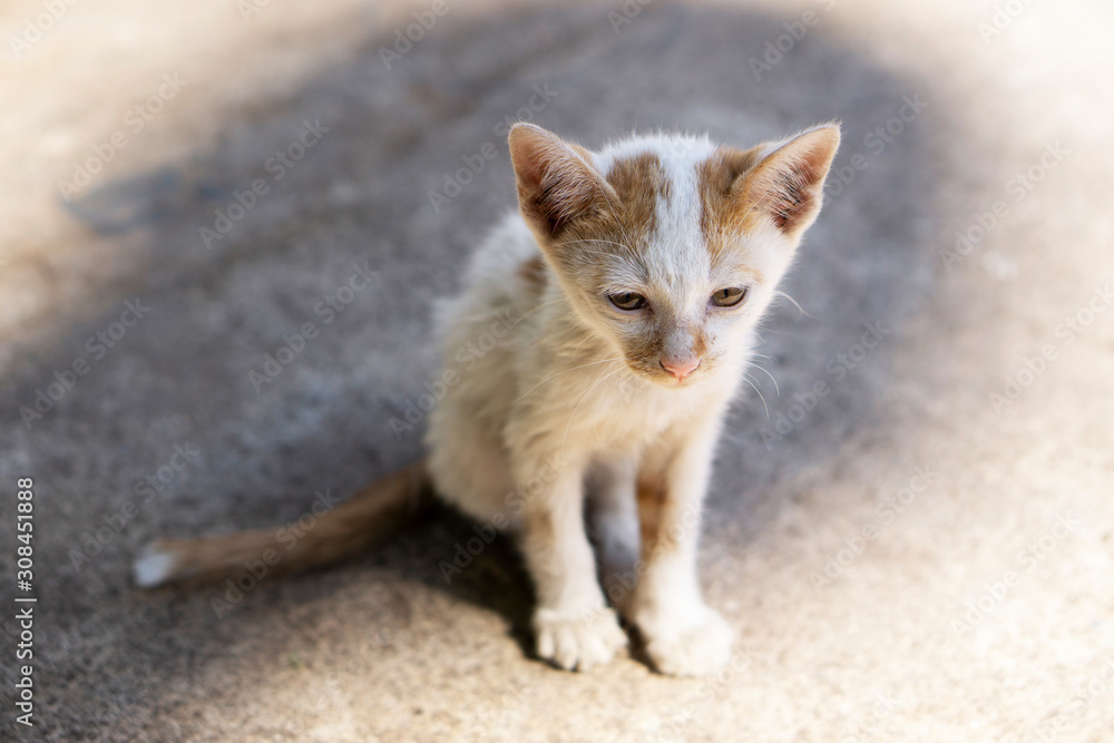 A dirty stray kitten sitting in the close up picture A dirty stray kitten sitting in the close up picture