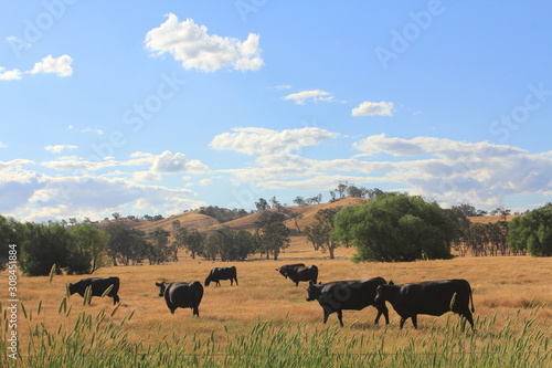 Fototapeta Naklejka Na Ścianę i Meble -  cattles relaxing on the green field and farm landscape Australia