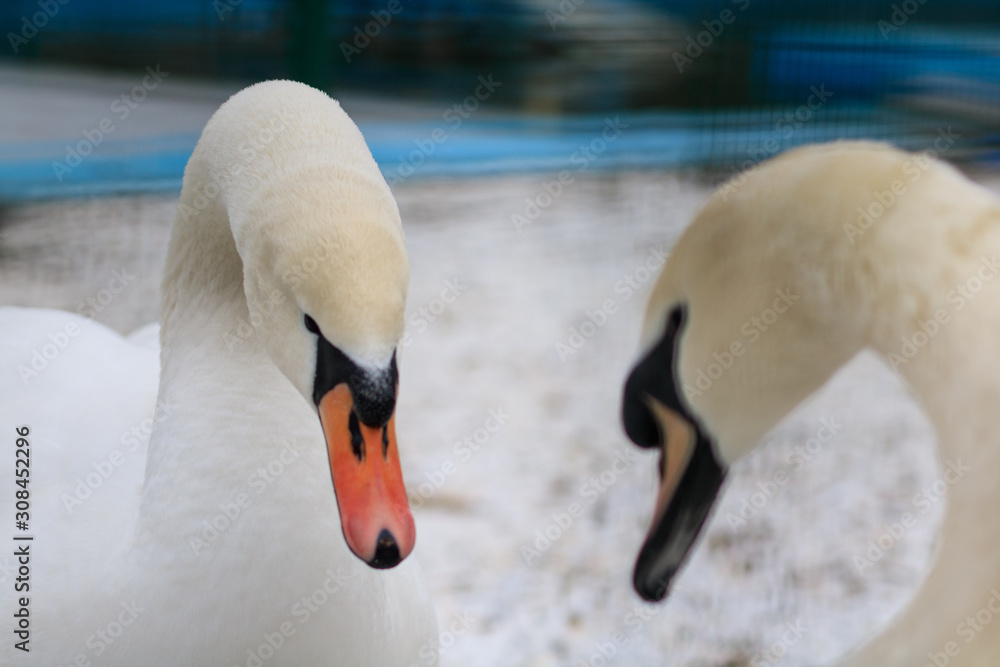 Obraz premium portrait of pair of swan