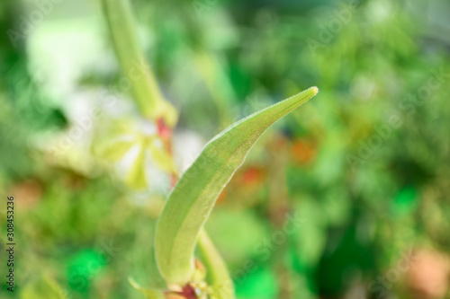 Green Ladies finger in plant close view