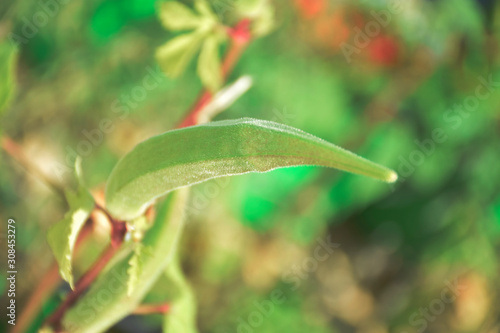 plant, green, nature, flower, leaf, garden, spring, leaves, macro, bud, summer, growth, close-up, fresh, natural, flowers, flora, food, grass, tree, grow, yellow, vegetable, closeup, color, ladies fin
