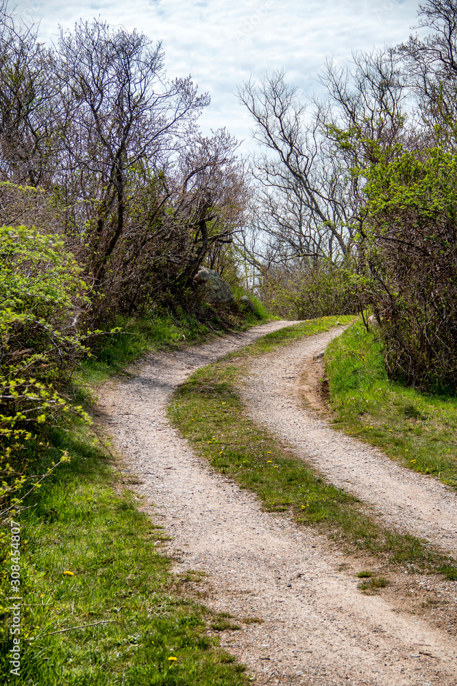 Dirt road going through the woods Dirt road going through the woods