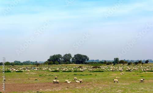 Herd of sheep in the bay of Somme