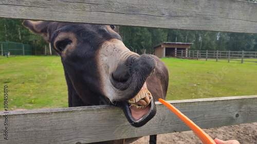 Feed Horse in the Farm. Funny Face Horse Teeth With Carrots. Outdoors Close Up © Uldis
