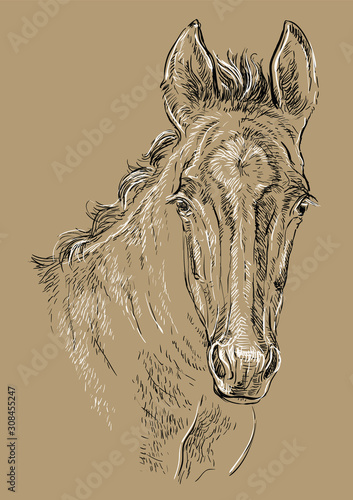 Fototapeta Naklejka Na Ścianę i Meble -  Horse portrait brown 29