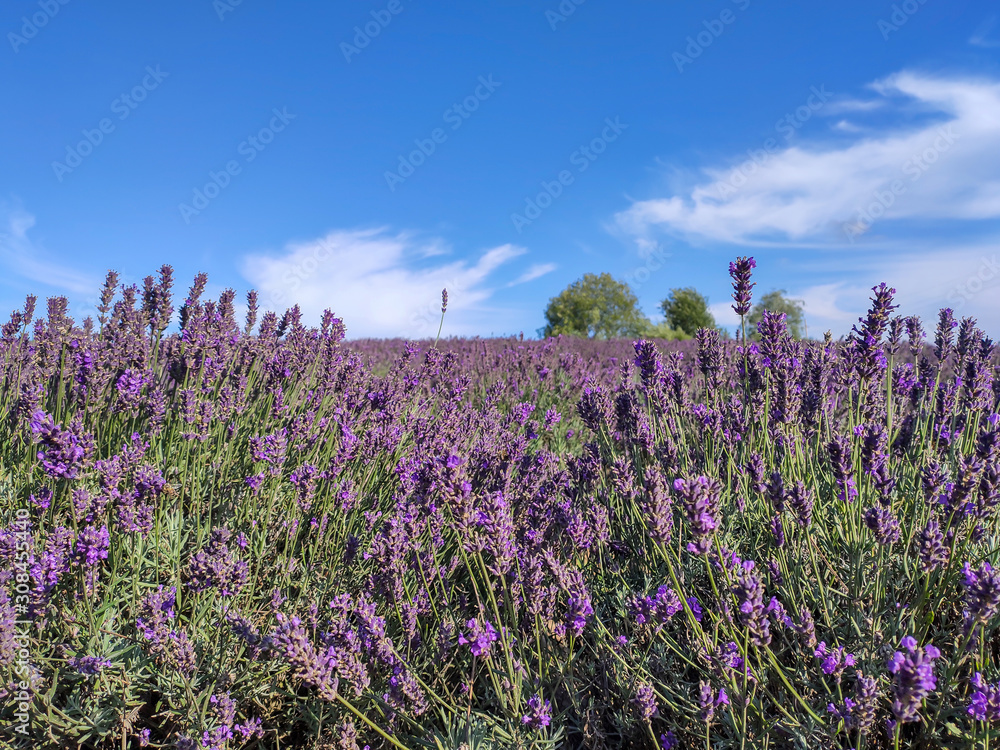 Naklejka premium Bunch of Scented Flowers in the Lavender Field in Latvia. Blue Sky Summer Day.