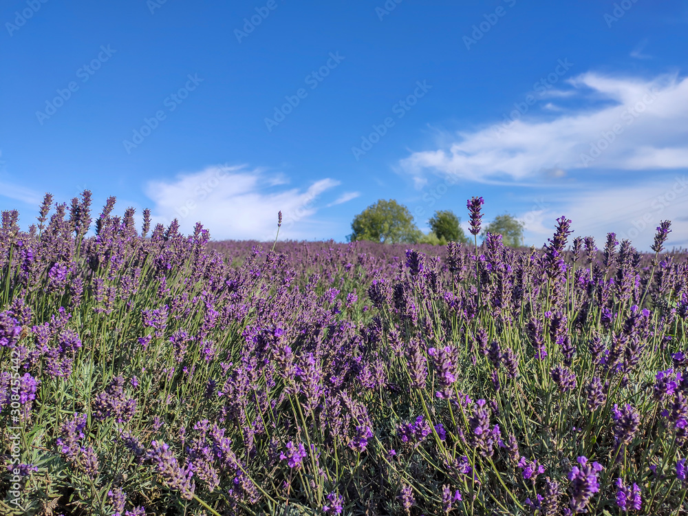 Naklejka premium Bunch of Scented Flowers in the Lavender Field in Latvia. Blue Sky Summer Day.