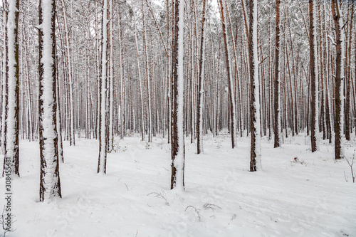 Trunks of trees covered with snow