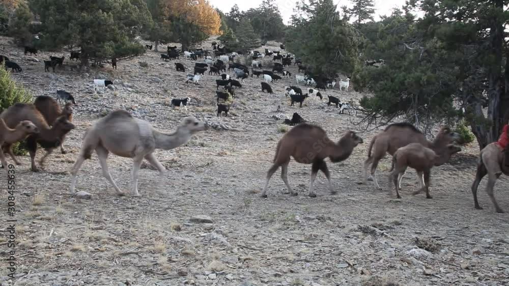 migrating to hot plateaus with camels migrating to hot plateaus with camels
