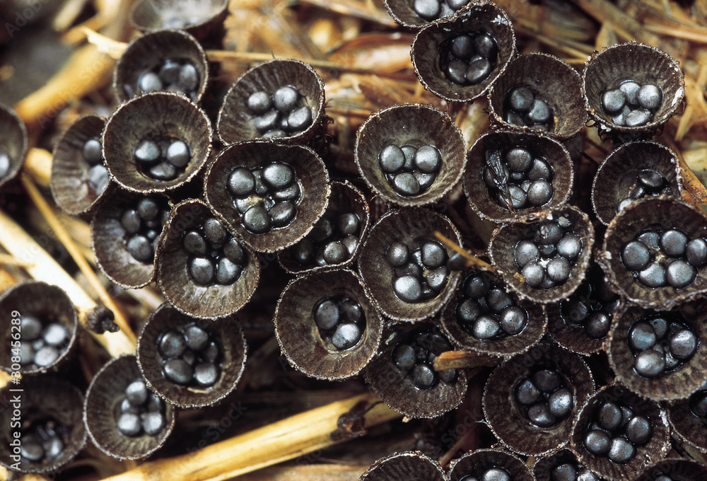 Bird's Nest fungi. Class: Homobasidiomycetes. Series: Gasteromycetes. Order: Nidulariales. Bird's Nest fungi. Class: Homobasidiomycetes. Series: Gasteromycetes. Order: Nidulariales.