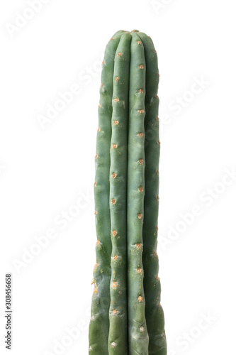Green top of a San Pedro cactus