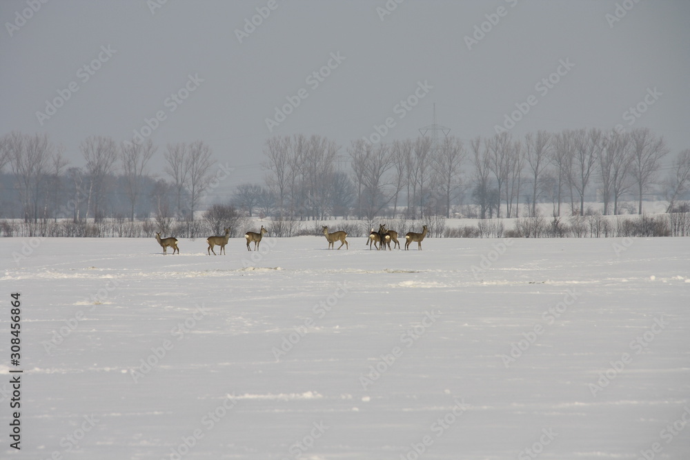 Rehe im Winter Rehe im Winter
