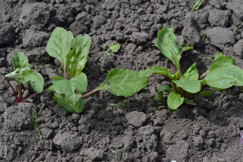Sprouted beet seeds. Young green sprouts on on black ground Sprouted beet seeds. Young green sprouts on on black ground