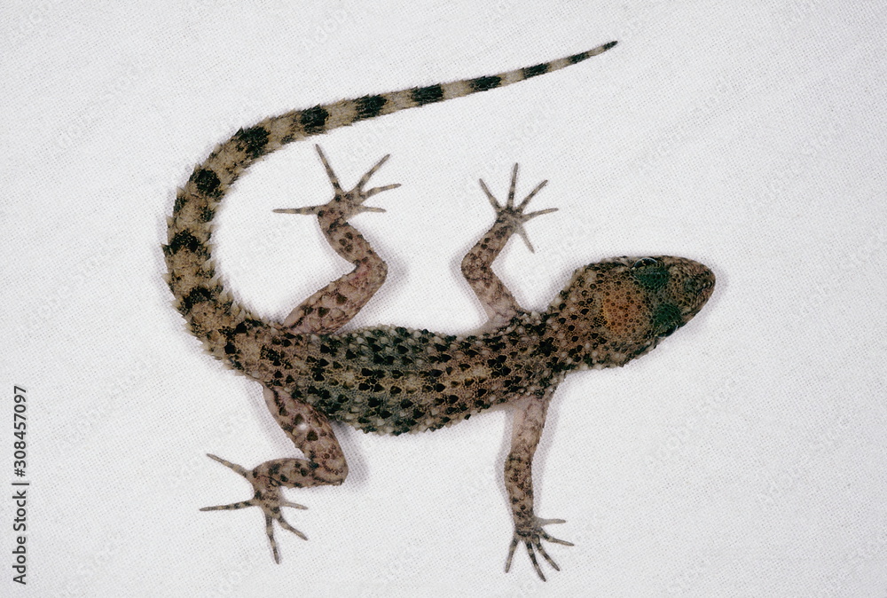 Naklejka premium A ground dwelling gecko found in India in western Madhya Pradesh, parts of Rajasthan and Gujarat. Gymnodactylus Scaber.
