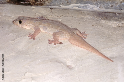 Hemidactylus Flaviviridis. House gecko. A common gecko, usually found in houses. photo