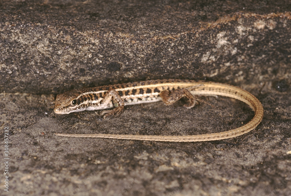 Jerdon's Snake Eye. Ophisops Jerdonii. These lizards superficially resemble skinks. The rough shields on the head are typical. They are usually found in dry open areas. Jerdon's Snake Eye. Ophisops Jerdonii. These lizards superficially resemble skinks. The rough shields on the head are typical. They are usually found in dry open areas.