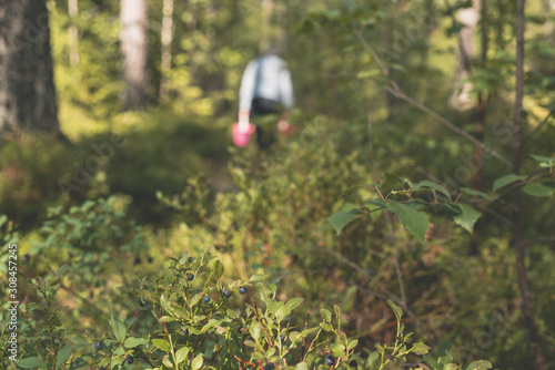 Wild bilberry bushes in a forest with elderly woman cattying a bucket blurred in the background.