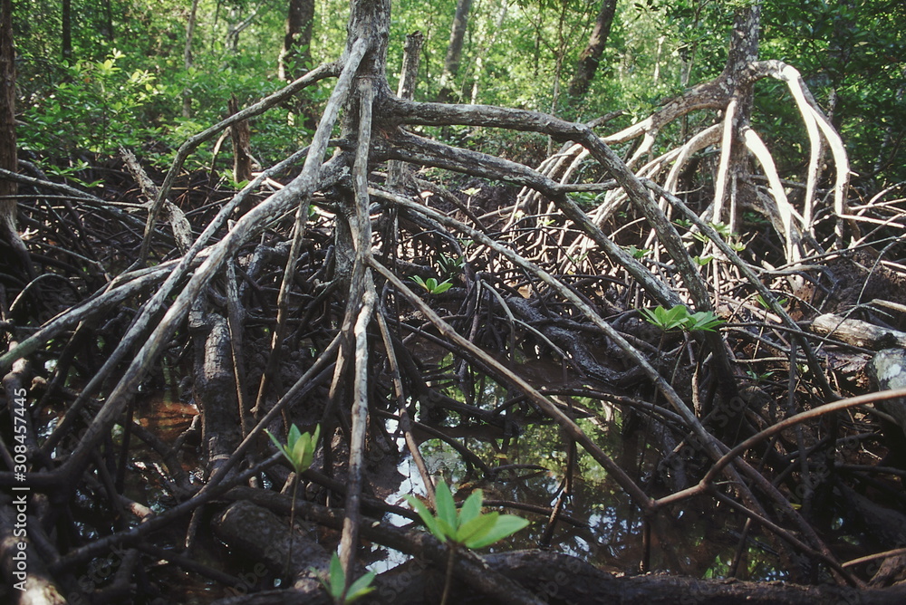 The stilt roots of a species of Rhizophora hold the plant firmly in the mud. The maze of roots forms an important habitat for a variety of crabs, mollusks and fish. The stilt roots of a species of Rhizophora hold the plant firmly in the mud. The maze of roots forms an important habitat for a variety of crabs, mollusks and fish.