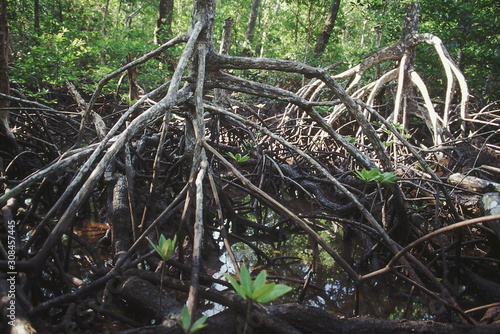 The stilt roots of a species of Rhizophora hold the plant firmly in the mud. The maze of roots forms an important habitat for a variety of crabs, mollusks and fish.