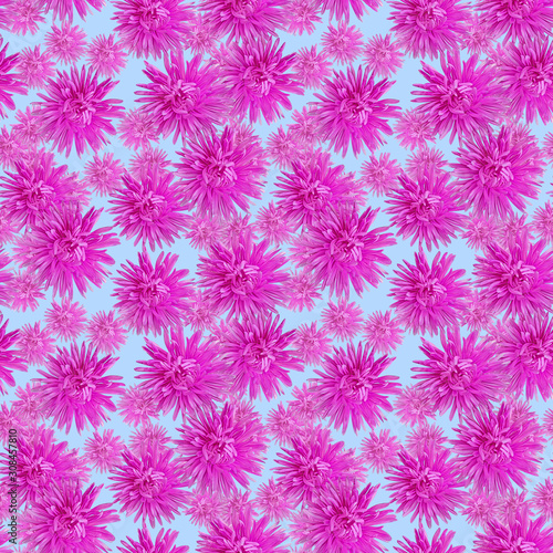 Aster. Illustration  texture of flowers. Seamless pattern for continuous replicate. Floral background  photo collage for production of textile  cotton fabric.