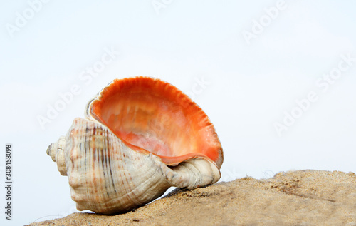Sea shells on the sandy shore against the background of the sea and sky